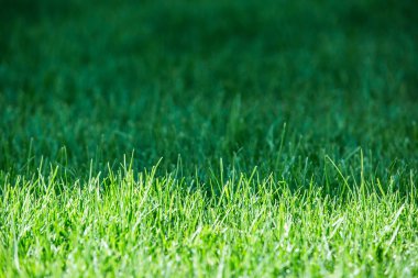 Taze yeşil ot. Yakın çekim.