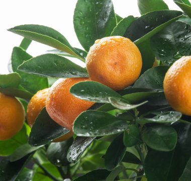  Ağaç üzerinde olgunlaşmış mandalina meyve. 
