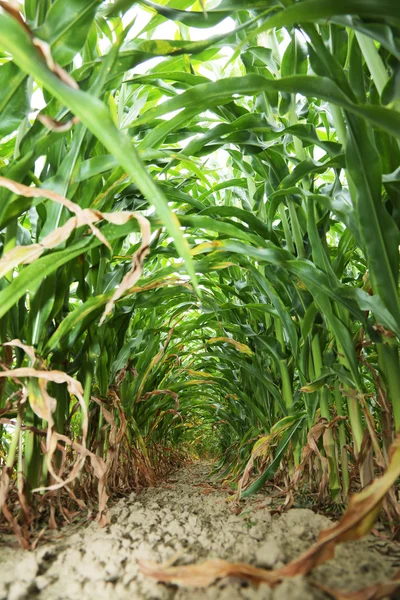 In the center of maize field. — Stock Photo, Image