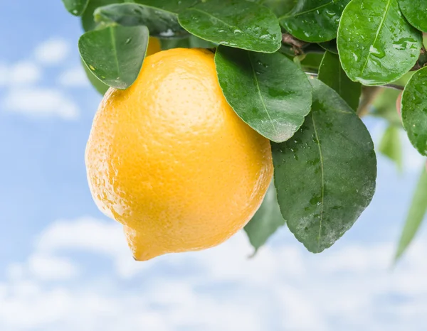 Ripe lemon fruit on the tree. Blue sky background. — Stock Photo, Image