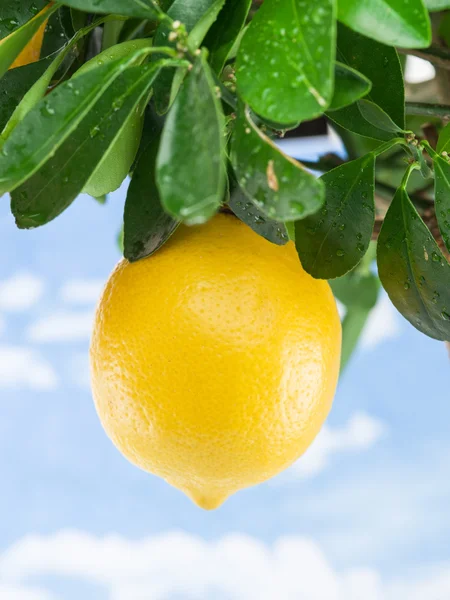 Ripe lemon fruit on the tree. Blue sky background. — Stock Photo, Image