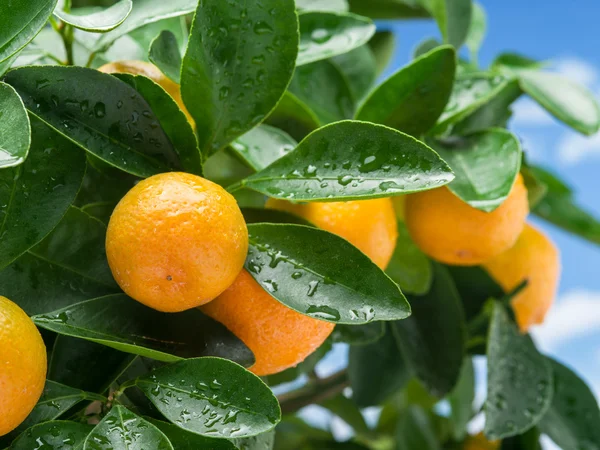 Buah jeruk matang di pohon. . — Stok Foto