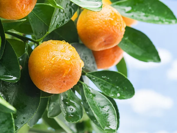 Frutos maduros de mandarina en el árbol . — Foto de Stock