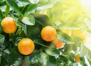  Ağaç üzerinde olgunlaşmış mandalina meyve. 