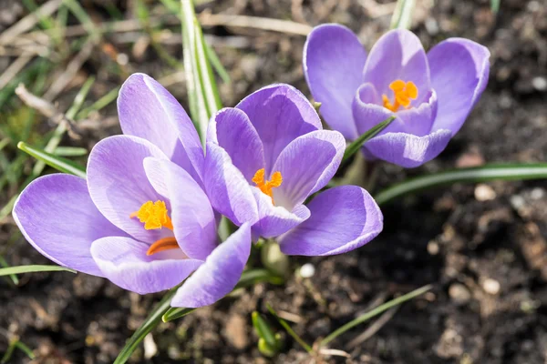 Krokus - blommiga vårblommor. — Stockfoto