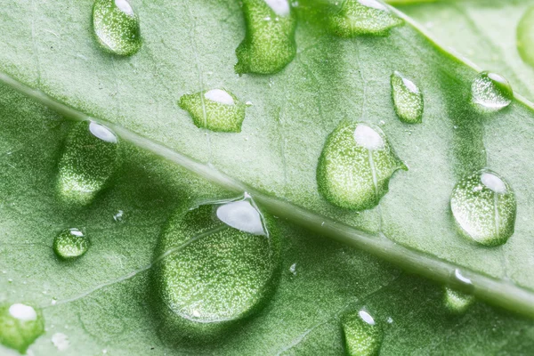 Gocce d'acqua su foglia verde . — Foto Stock