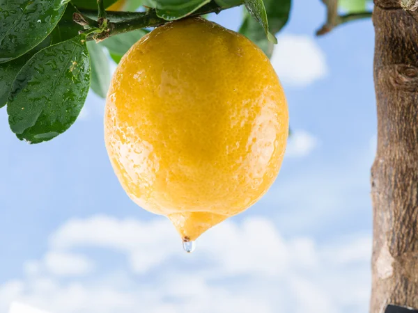 Fruta madura de limón en el árbol. Fondo cielo azul . —  Fotos de Stock