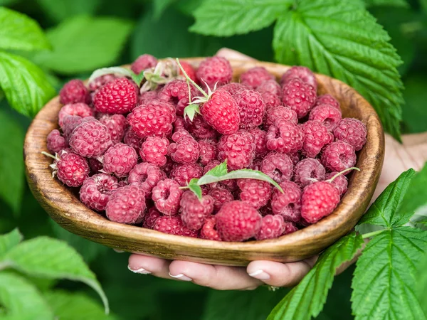 Raspberries in the wooden bowl. — Stock Photo, Image