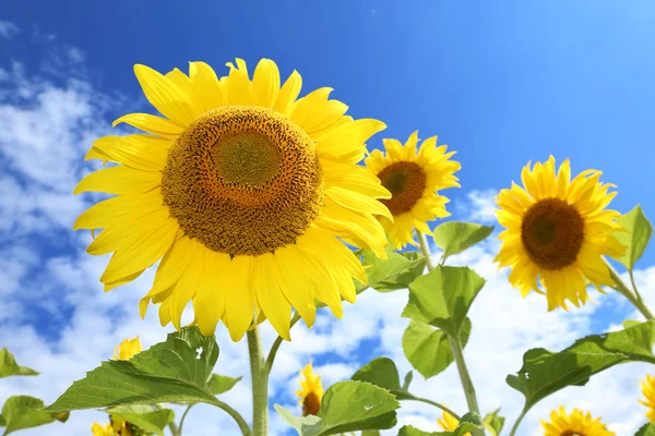 Sonnenblumen auf dem Feld an einem sonnigen Tag. — Stockfoto