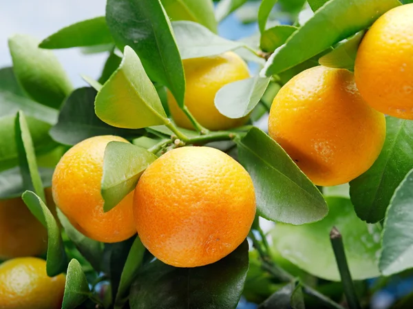 Mogna tangerine frukter på trädet. — Stockfoto