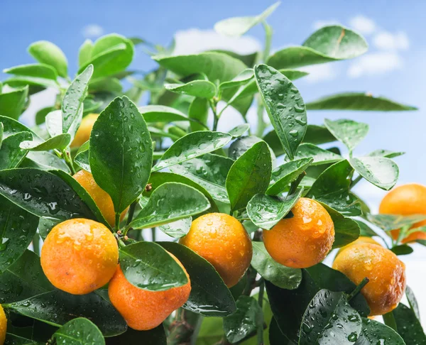 Frutas de tangerina maduras na árvore . — Fotografia de Stock