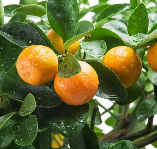 Reife Mandarinenfrüchte auf dem Baum. — Stockfoto