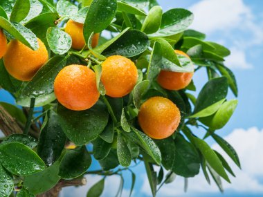  Ağaç üzerinde olgunlaşmış mandalina meyve. 