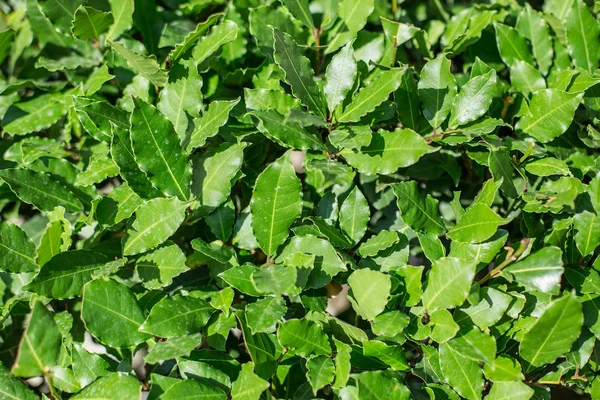 Frische Blätter der Lorbeerpflanze. — Stockfoto