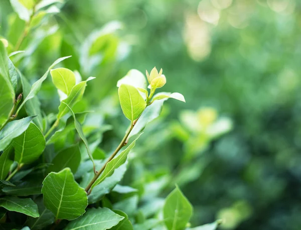 Folhas frescas de plantas de louro . — Fotografia de Stock