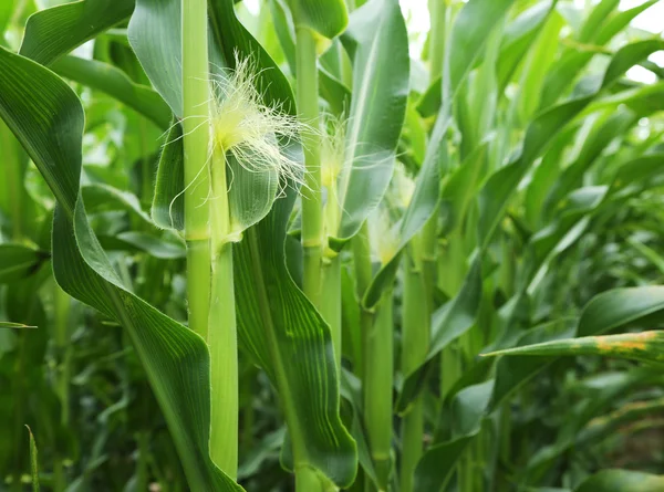 In the center of maize field. — Stock Photo, Image