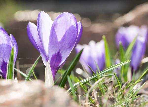 Krokus - blommiga vårblommor. — Stockfoto
