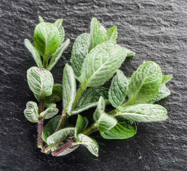 Minzkraut auf der schwarzen Graphittafel. — Stockfoto