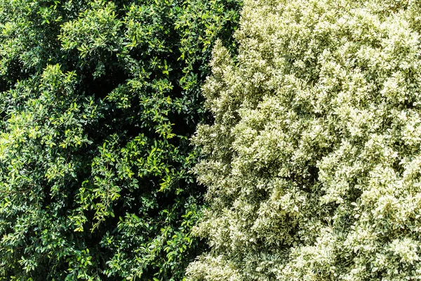 Große Ficus-Sträucher. — Stockfoto