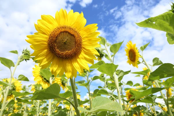 Solrosor i fältet på den soliga dagen. — Stockfoto