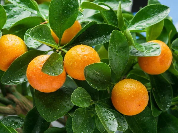 在树上成熟橘水果. — 图库照片