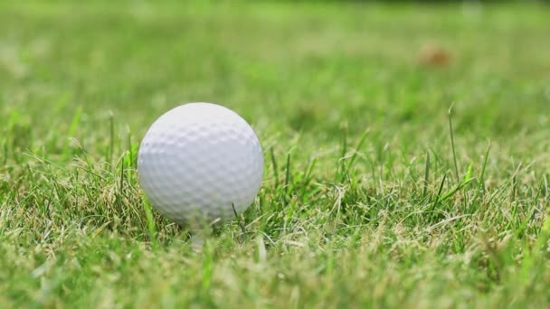 Toepassing is een klap voor de golfbal op het gras. — Stockvideo