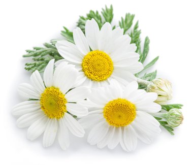 Papatya veya papatya çiçek.