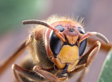 Hornet ya da sarı ceket makro çekim.