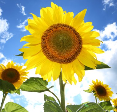 Ayçiçeği güneşli gün alanında.