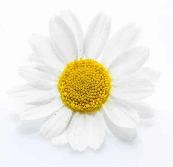 Chamomile or camomile flowers. — Stock Photo, Image