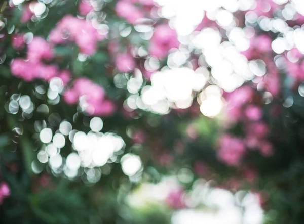 Fundo natural borrado. Arbusto de oleandro florido . — Fotografia de Stock