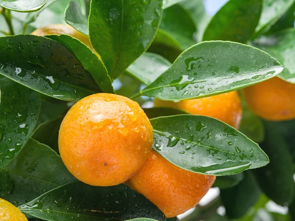 Frutos maduros de mandarina en el árbol . —  Fotos de Stock