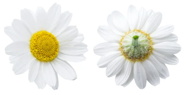 Kamilla virág. Vágógörbék. — Stock Fotó