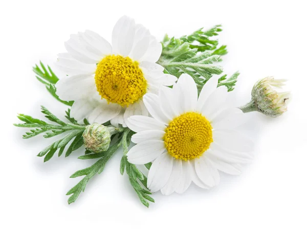 Chamomile or camomile flowers. — Stock Photo, Image