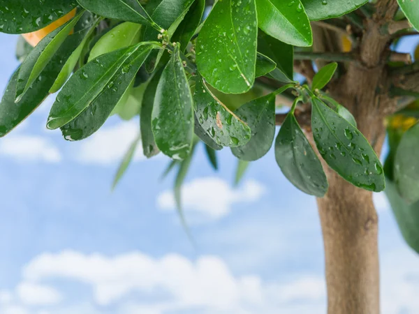 Nasse Zitronenblätter auf dem blauen Himmel Hintergrund. — Stockfoto