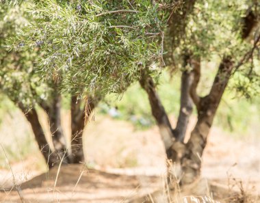 zeytin ağaçları Bahçe.