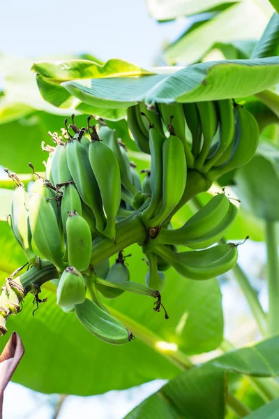 O grămadă de banane necoapte pe palmă . — Fotografie, imagine de stoc