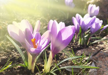 Crocus - blomming bahar çiçekleri.