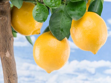  Olgun limon meyve ağacı üzerinde. Mavi gökyüzü arka plan.