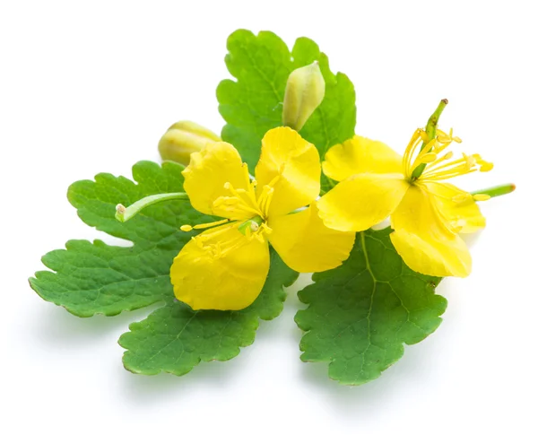 Greater celandine flower, swallowwort. — Stock Photo, Image