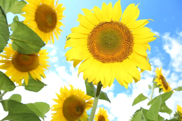 Соняшники в полі на сонячний день . — стокове фото