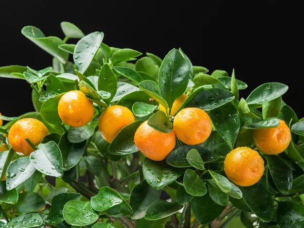Frutos maduros de mandarina en el árbol . —  Fotos de Stock