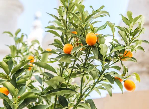 Fruits mûrs cumquat sur l'arbre. Fond bleu ciel . — Photo