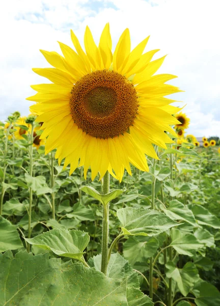 Tournesols dans le champ sur la journée ensoleillée . — Photo