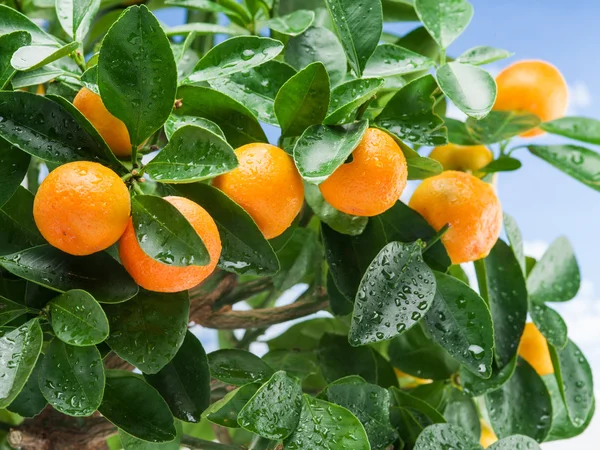 Reife Mandarinenfrüchte auf dem Baum. — Stockfoto