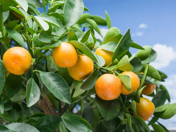 Rijpe tangerine vruchten aan de boom. — Stockfoto