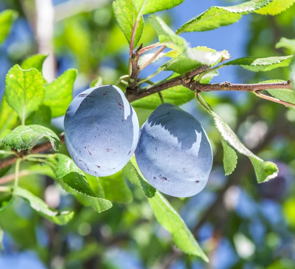 Rijpe pruimen op de boom. — Stockfoto