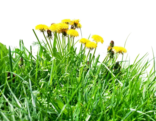 Flores de dente de leão na grama verde fresca . — Fotografia de Stock