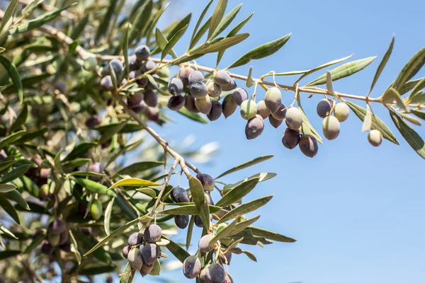 Ramo di ulivo con bacche sopra. Primo piano . — Foto Stock