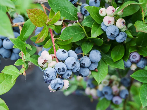 Ripe blueberries on the bush. — Stock Photo, Image